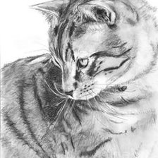 Схема вышивки «Тигр»