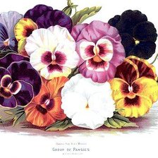 Схема вышивки «Анютки»