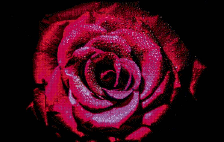 Роза алая. - красная, цветок, роза - предпросмотр