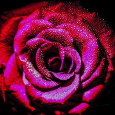 Схема вышивки «Роза алая.»