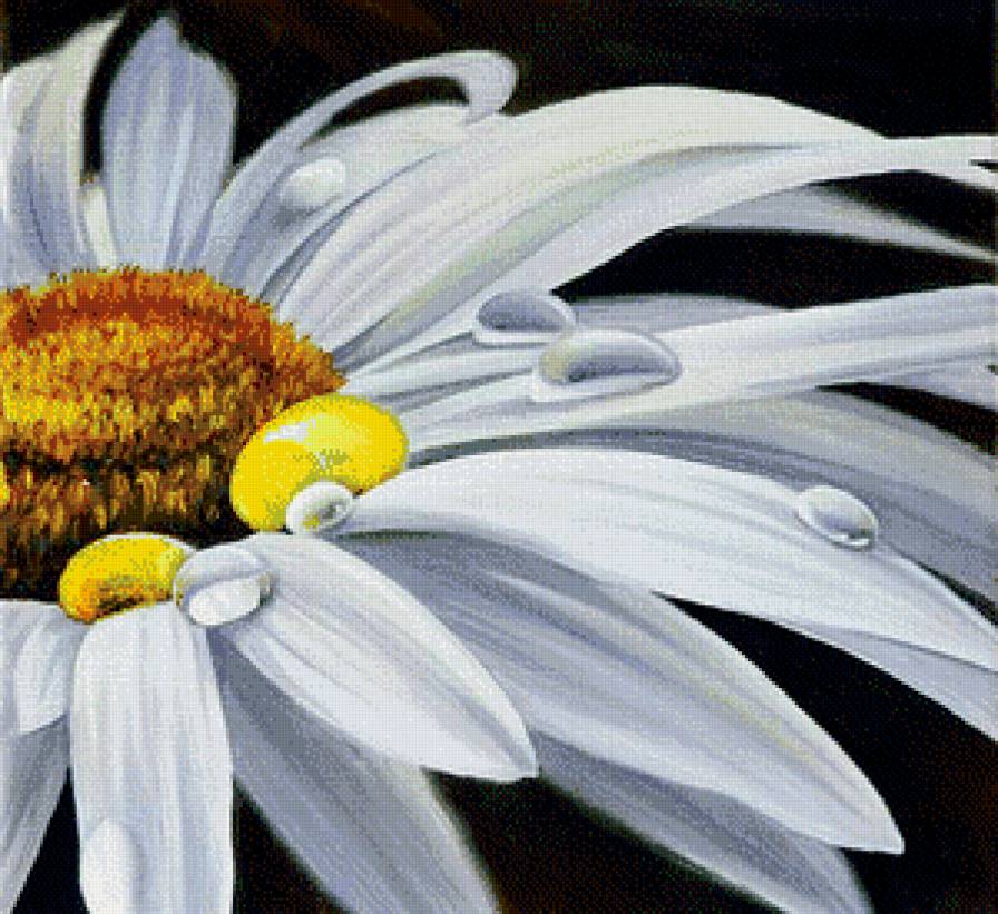 Серия "Цветы, букеты" - ромашка, капли, панно, роса - предпросмотр