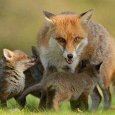 Схема вышивки «Лиска»