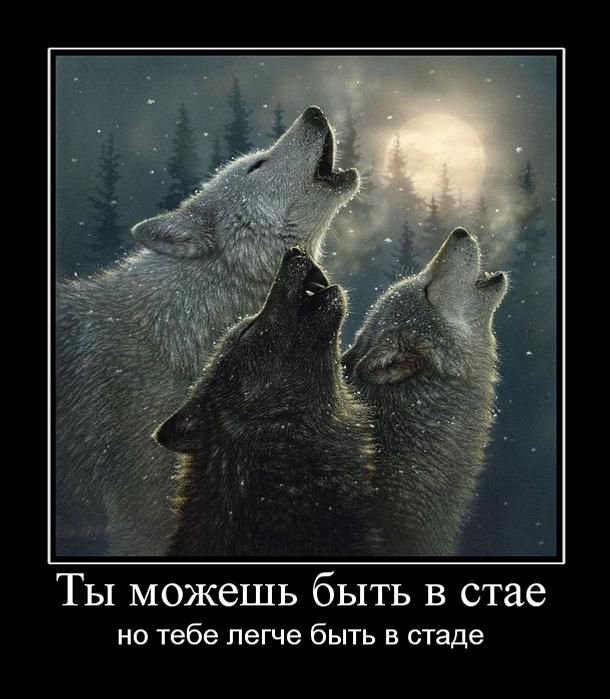 Стая - оригинал