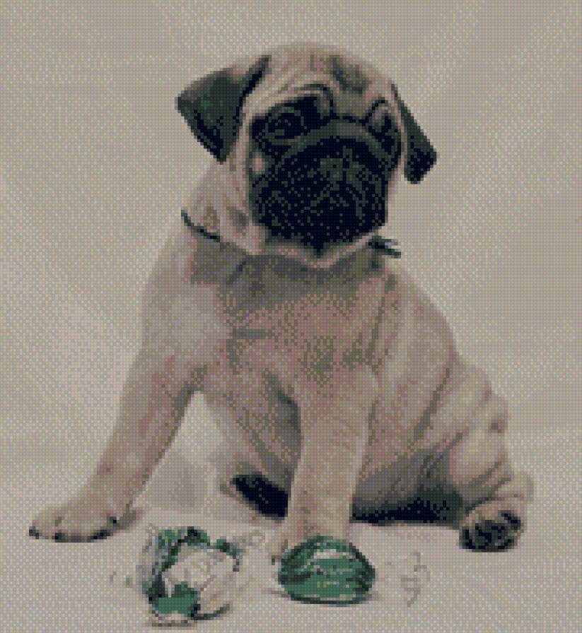 МАленький мопсик - щенок, собака, мопс - предпросмотр