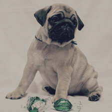 Схема вышивки «МАленький мопсик»