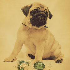 Схема вышивки «маленький мопсик»