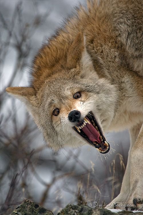 71 - оригинал