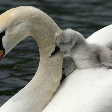 Схема вышивки «75»