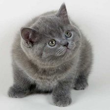 Схема вышивки «84»