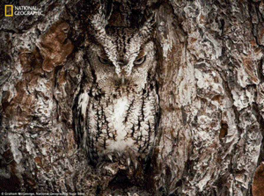 Совушка - предпросмотр