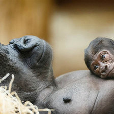 Схема вышивки «Мама»