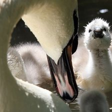 Схема вышивки «Ах»