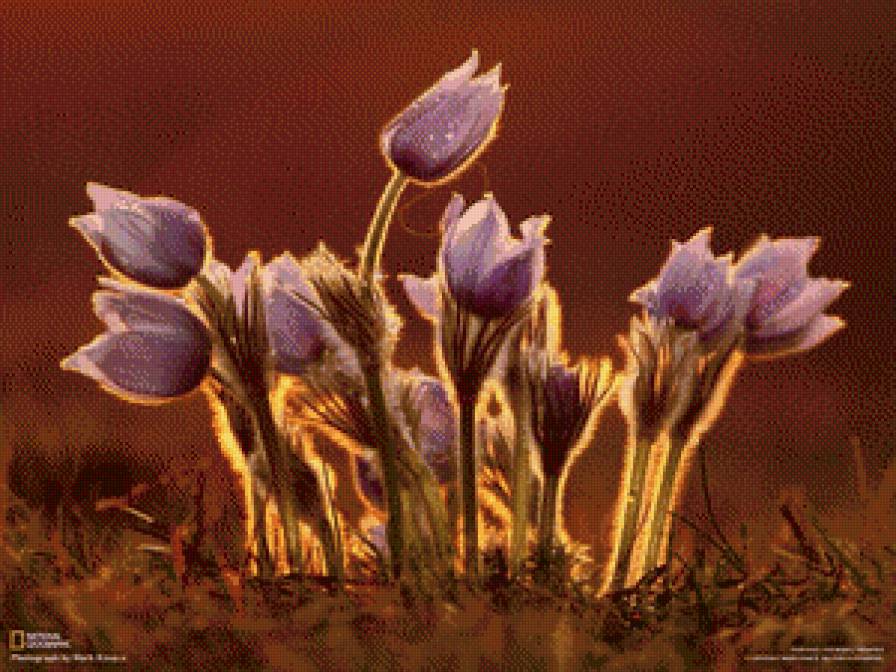 Весенние цветы - предпросмотр