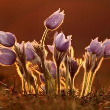 Весенние цветы