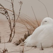 Схема вышивки «Снежная сова»