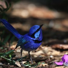 Схема вышивки «Крапивник»