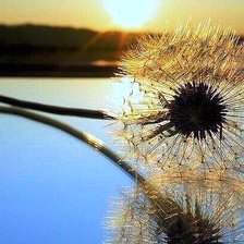 Схема вышивки «одуванчик-отражение»