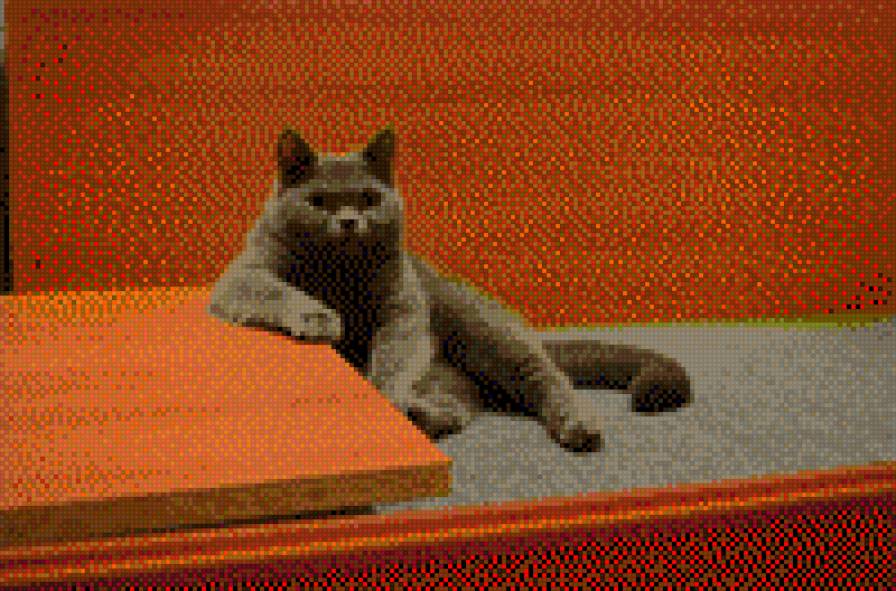 Британка - животные - предпросмотр