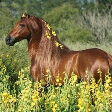 Схема вышивки «№976013»