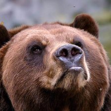 Схема вышивки «медведь»