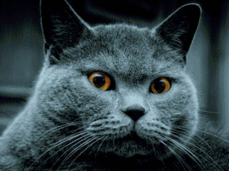 Котэ - кот, красивые глаза, котик, котэ - предпросмотр