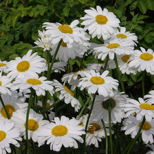 Схема вышивки «ромашки»