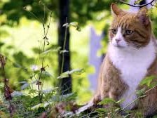 Схема вышивки «Кот»