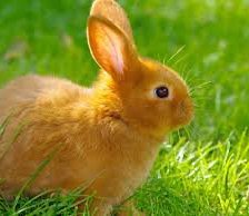 Схема вышивки «кролик»