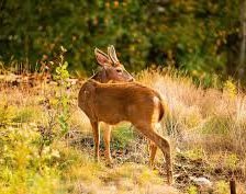 Схема вышивки «косуля»