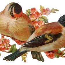 Схема вышивки «птички»