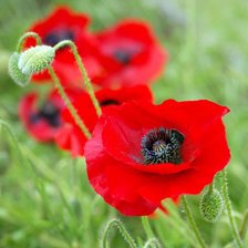 Схема вышивки «Маки»