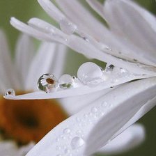 Схема вышивки «роса»