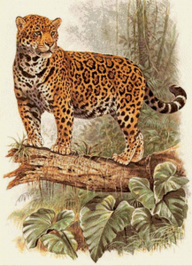 Серия "Дикая природа" - предпросмотр