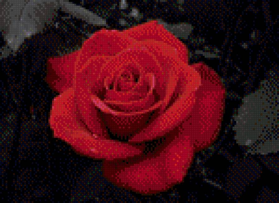 роза - красная, роза, на черном - предпросмотр