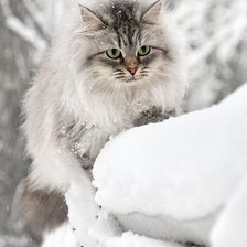 Схема вышивки «кошак»