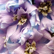 Схема вышивки «цветы»