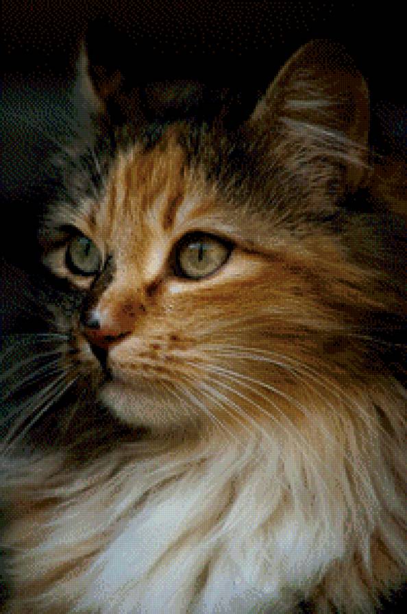 киса - киса - предпросмотр