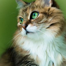 Схема вышивки «кошка»