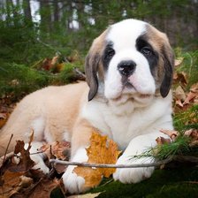 Схема вышивки «104»