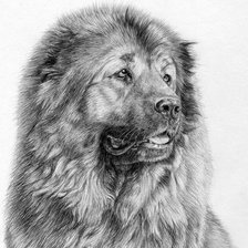 Кавказская овчарка