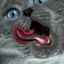 Схема вышивки «116»