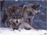 Схема вышивки «117»