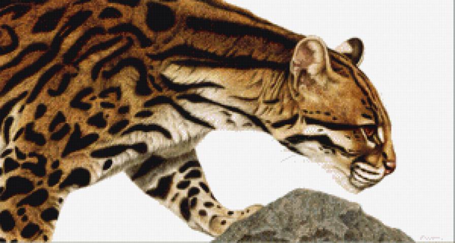 грация хищника - гепард, хищник - предпросмотр