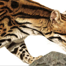 грация хищника