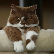 Схема вышивки «Кот»