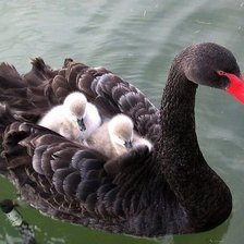 Схема вышивки «№978588»