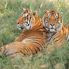 Полосатая пара