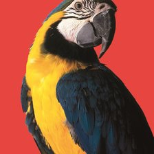 Схема вышивки «попугай»