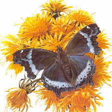 Схема вышивки «бабочка»