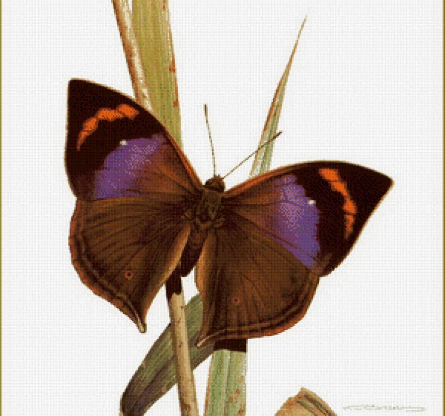 бабочка - цветы, бабочка - предпросмотр